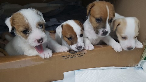Jack Russell Terrier Puppies Play Together