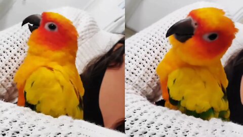 Dancing parrot Enjoying Music with awesome moves