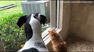 Squirrel teases dog and cat from behind glass