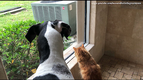 Squirrel teases dog and cat from behind glass