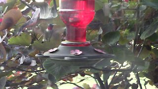 SUMMERTIME HUMMINGBIRDS