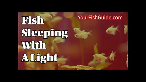 Can Fish Sleep With A Red Light On? ~ Fish Sleep Cycle w/ a Red Light | YourFishGuide.com