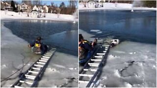 Resgate de cão preso num lago congelado