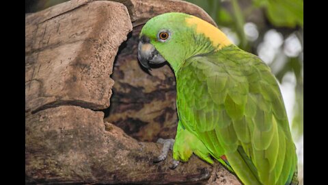 Yellow-Naped Amazon Parrot