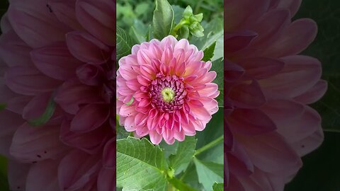 Thing of Beauty, first Dahlia of Summer