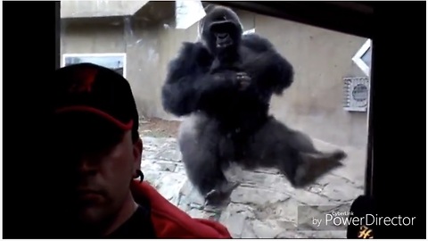 Incredible proof that even gorillas hate selfies