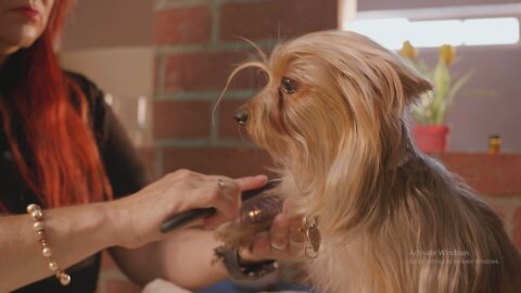 Small cute dog combed by its owner.