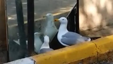 Seagulls Engage In Full-Blown Conversation With Their Mirror Reflections