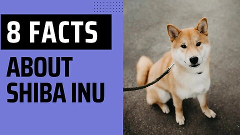 8 Interesting Facts About Shiba Inu. Shiba Dog Breed Facts.