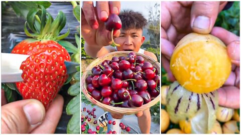 Go to The Farm Eat Fresh Ninja Fruit Oddly Satisfying Fruit Ninja