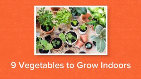 9 vegetables to grow indoors