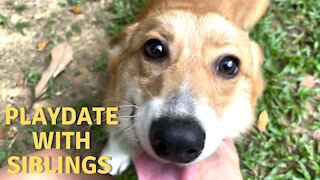 Shinji The Corgi- Playdate With Siblings