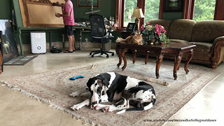 Great Danes and Cat Relax in Art Gallery Studio