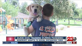 Guide Dogs for the Blind adapts puppy training to social distancing guidelines