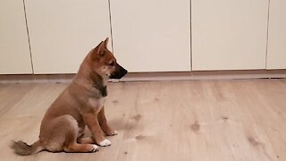 Excited Shiba Inu puppy loses it when owner comes home