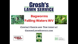 Bagworms Falling Waters WV Landscaping Contractor