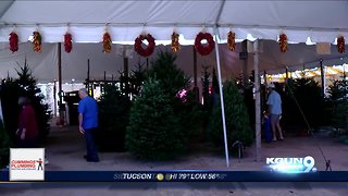 Tonto Forest to offer Christmas tree permits