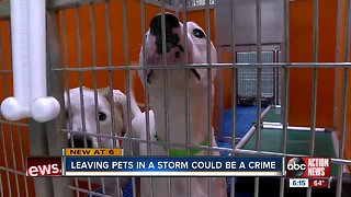 New bill could jail pet owners who abandon animals during hurricanes