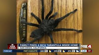 Family finds 4-inch tarantula inside home