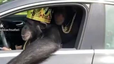 Crazy monkey drive car alone 🤣🤣