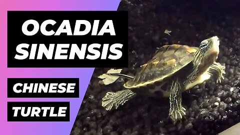 Ocadia Sinensis Turtle - Chinese Stripe-Necked Turtle | Tortuga Cuello Rayado, Mauremys Sinensis