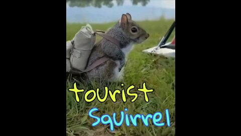 Tourist squirrel