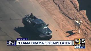 Three year anniversary of 'llama drama'