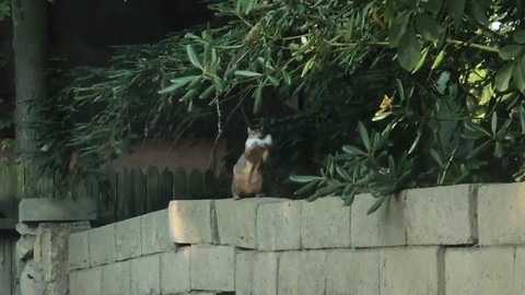 Squirrel Humorously Appears To Have Long White Beard