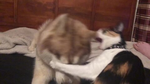Husky and cat share adorable playtime moment for camera