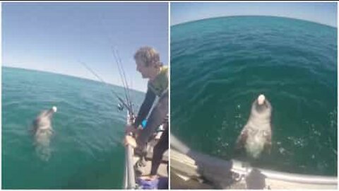 Amigável golfinho cumprimenta embarcação na Austrália