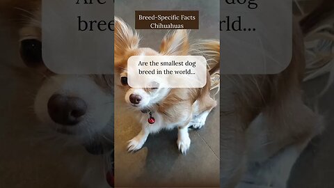Interesting Facts about Chihuahuas