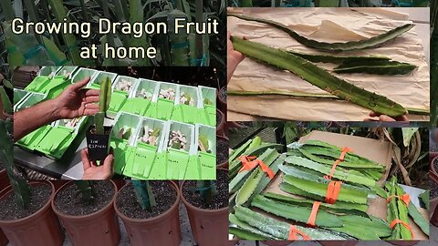 Receiving our Dragon Fruit Cuttings - Growing Dragon Fruit at Home