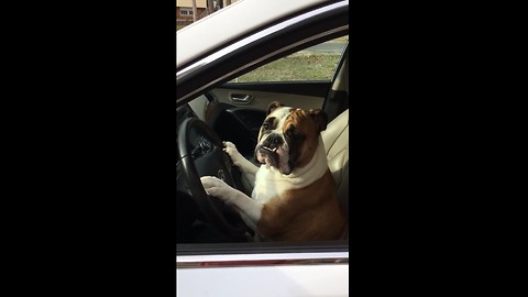 Gemma Is Ready For A Road Trip!!