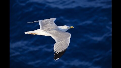 Feeding bird while flying