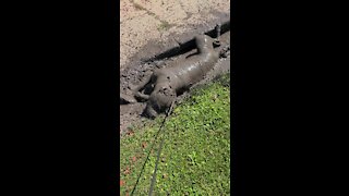 Dog finds mud puddle, makes the absolute most of it