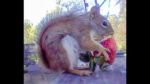Eerily Satisfying Squirrels Munch Mouthfuls of Nuts, Berries and Citrus