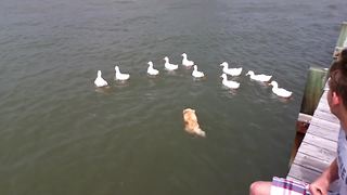 Dog Jumps Into Water To Go After Ducks