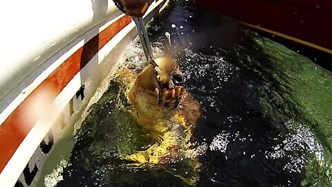 Injured sea turtle gets regular handouts from generous fishermen