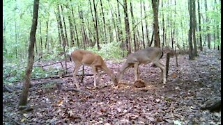 Trail camera footage