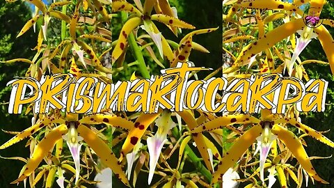 Complete Care Guide Panarica prismartocarpa | Biggest Bloom Spike EVER!! 🥳 #ninjaorchids