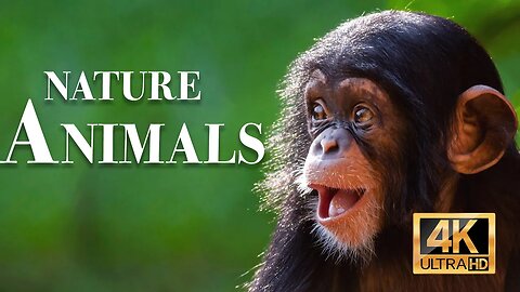 природа животные 4k - Замечательный фильм о дикой природе с успокаивающей музыкой