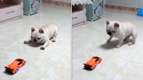 dog playing with car