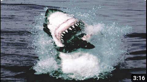 Great White Shark Attack And Breach