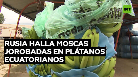 Rusia vuelve a detectar la presencia de moscas jorobadas en plátanos importados de Ecuador