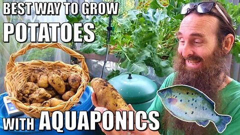 Best Way to Grow Potatoes in Aquaponics 🥔🐟🥔
