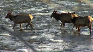 Idaho Hunters Feeding the Hungry partners with IDFG to battle food insecurity and elk depredation