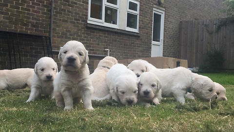 Cutest puppy litter ever