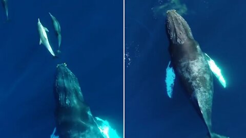 Mysterious beautiful humpback whale singing