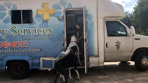 Great Danes actually love going to the vet