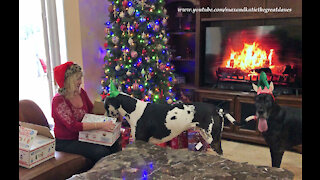 Festive Great Danes Love Opening Christmas Gifts From Their Fairy Godmother